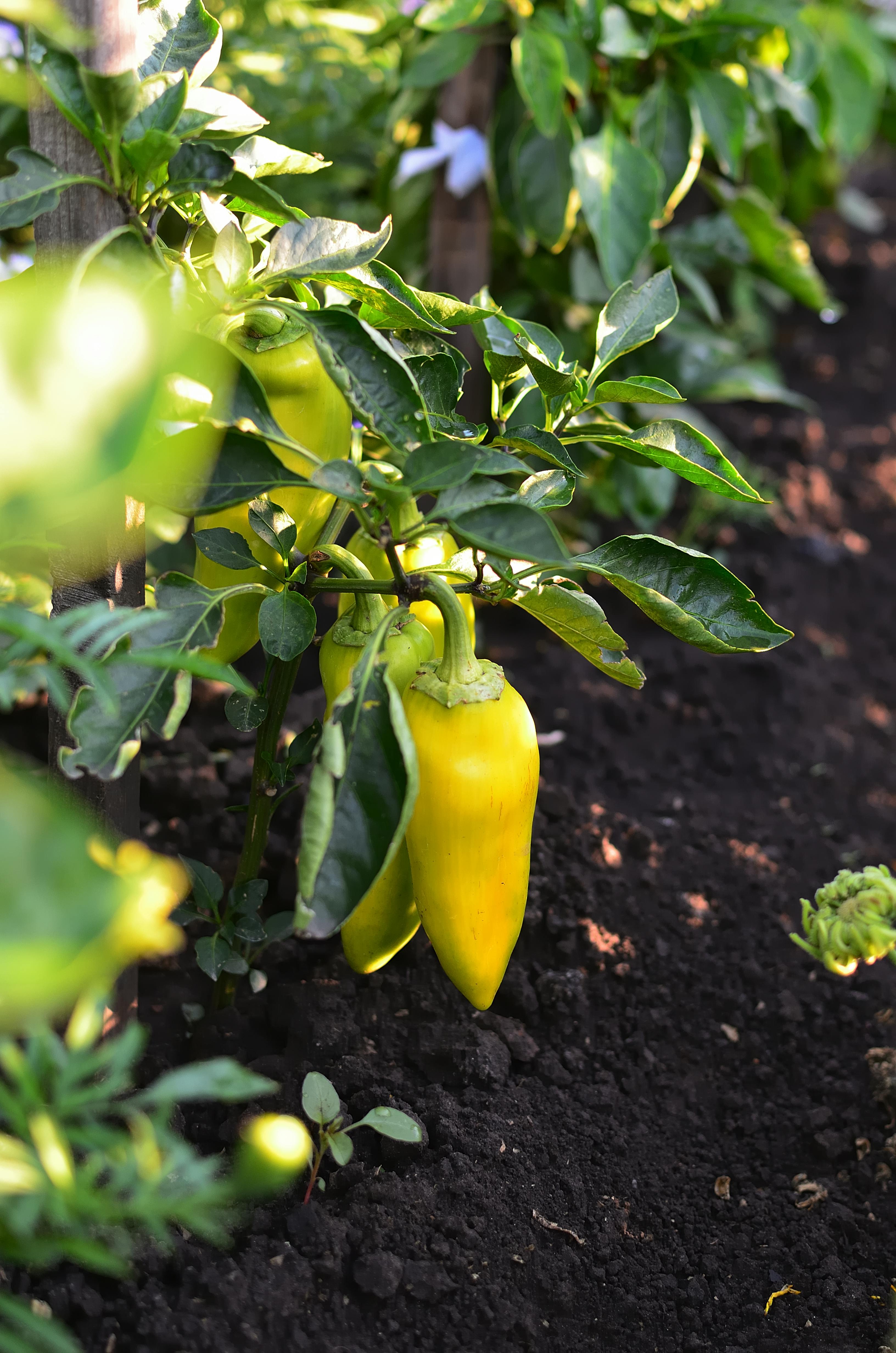 Yellow peppers growing in rich garden soil